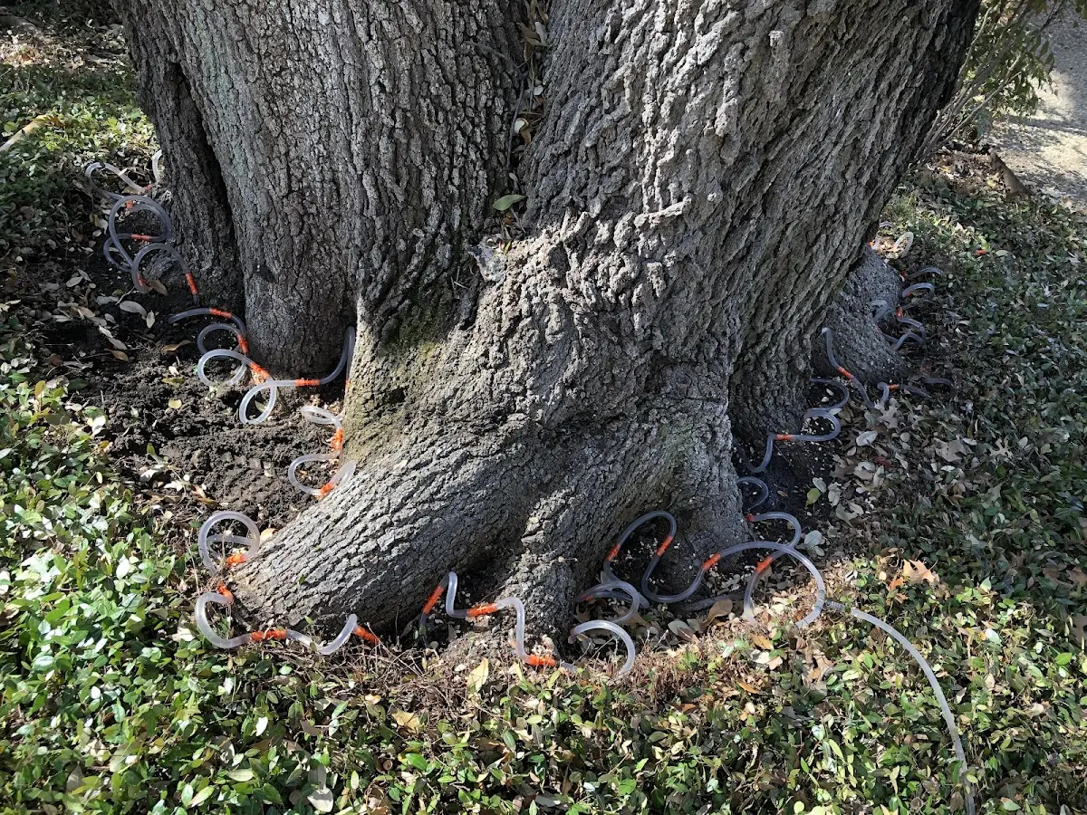 Detailed Tree Cabling and Bracing job site in North Jackson
