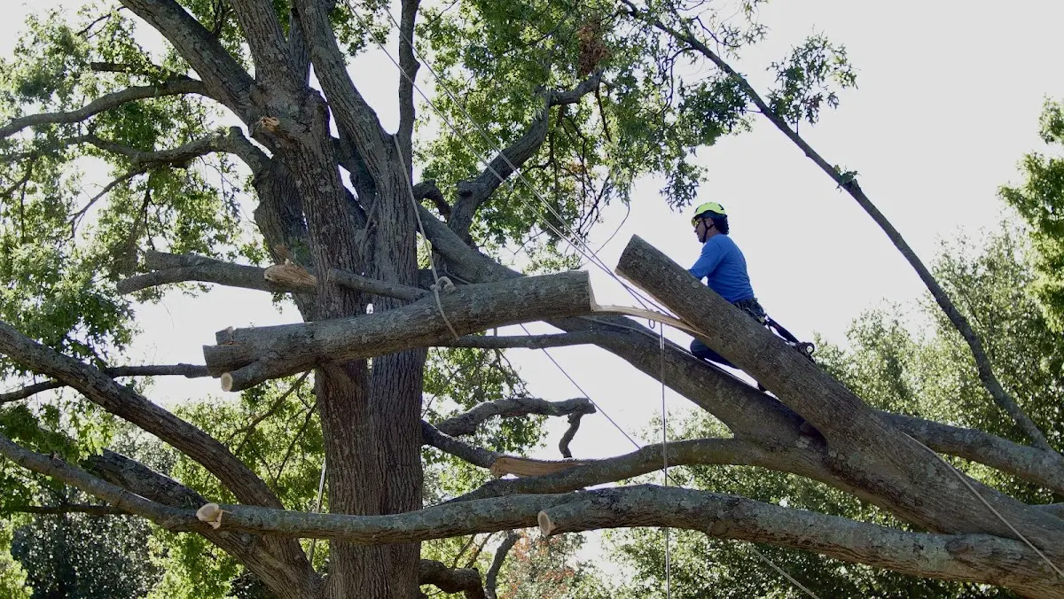 Professional Crown Thinning performed by certified arborists in North Jackson
