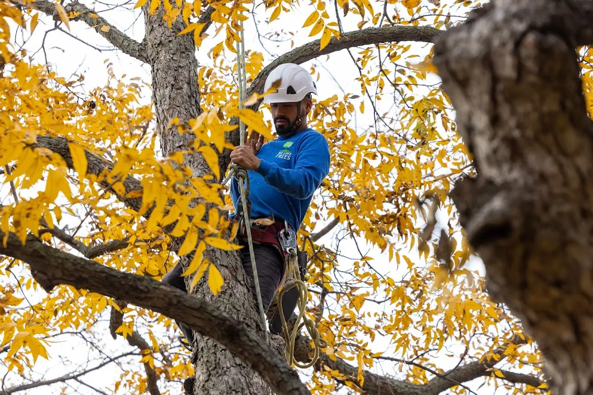 Skilled Dead Tree Removal crew working in North Jackson