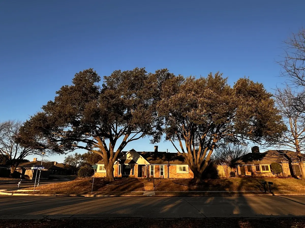 Established residential canopy tree shading a home in North Jackson